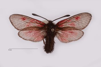Vorschaubild Zygaena exulans v. amarensis Diehl